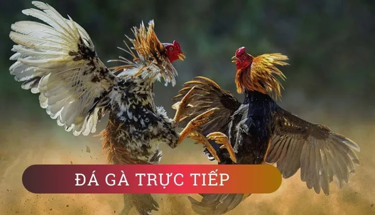 Hướng Dẫn Cách Chơi Đá Gà WS168 Tại 789Win Một Cách Hiệu Quả 2 Hướng Dẫn Cách Chơi Đá Gà WS168 Tại 789Win Một Cách Hiệu Quả